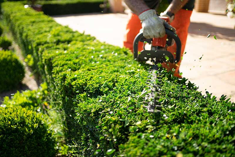 Haus--und-Gartenkonzept.-Heckenschere-im-Einsatz.-Strauchschnittarbeiten