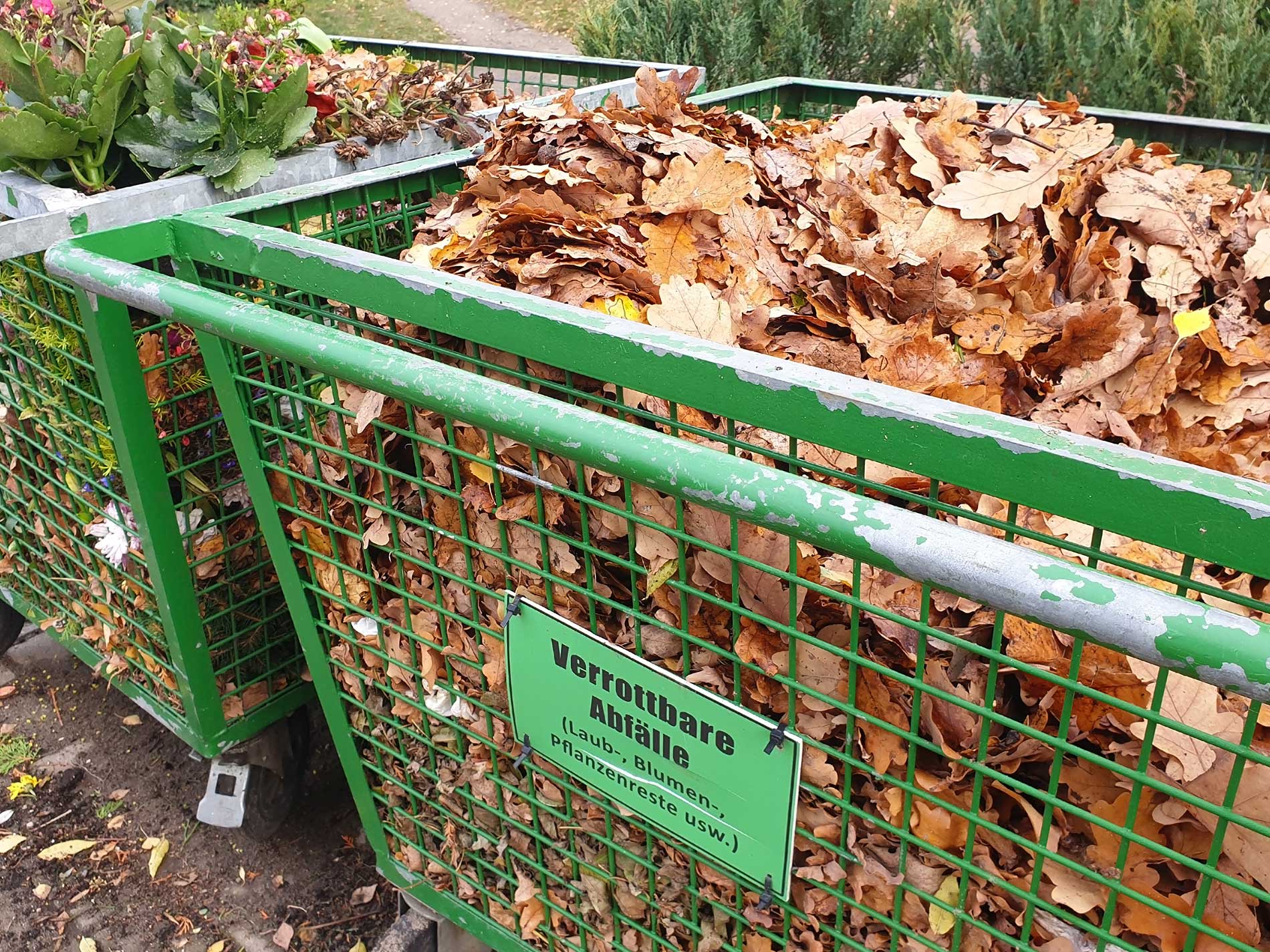 Gartenabfälle Laub im Container auf dem Friedhof