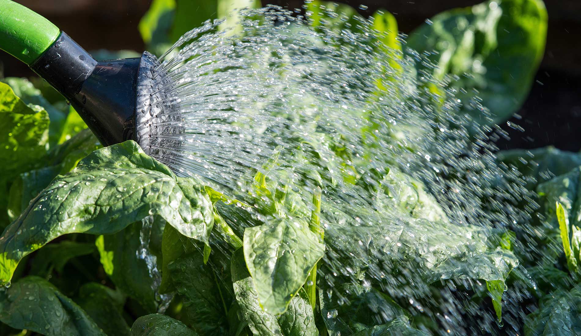 Gartenarbeit, gießen von Spinatpflanzen