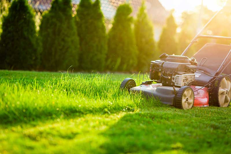 Rasenmäher schneidet grünes Gras im Sonnenlicht